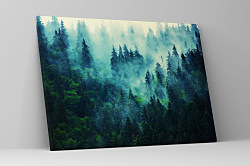 Obraz Čaro lesa zs1213